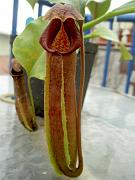 Nepenthes izumiae x truncata 2